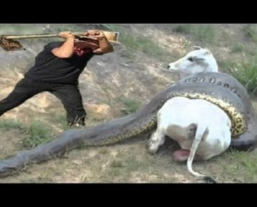 Humans protect Pregnant Cow when Giant Anaconda kills It !